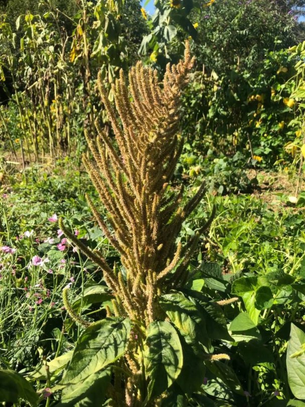 Oscar Blanco amaránt, Amaranthus caudatus, amaránt, gabona